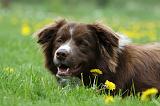 BORDER COLLIE 1012